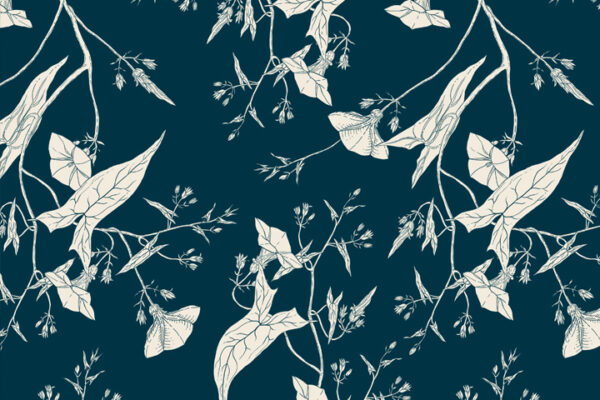 Scammonia-wp- kopia Scammonia-wp- kopia