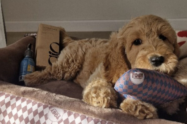 toby_goldendoodles-fot2