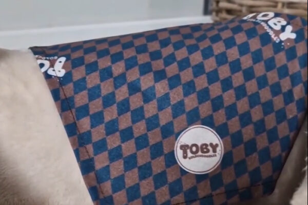 toby_goldendoodles-fot4